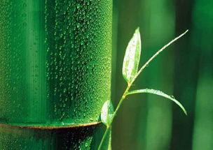 盗非盗,揭秘盗版背后的商业逻辑与伦理困境